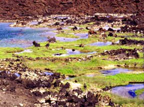 Ahihi-kinau pond Maui 72 dpi detail photo 2.jpg (41700 bytes)