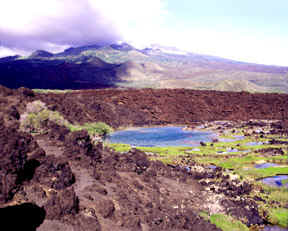 Ahihi-kinau pond Maui 72dpi 4inch wide.jpg (32073 bytes)