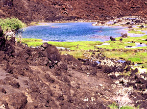 Ahihi-kinau pond Maui 72dpi detail photo 1.jpg (43367 bytes)