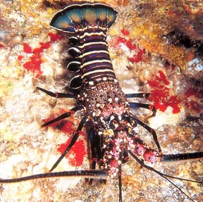Hoover spiny lobster 4x4.72dpi.jpg (32699 bytes)