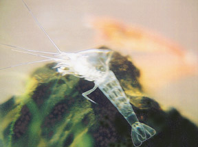 M-L molting 72dpi 4x3 3.5.2004.jpg (16528 bytes)