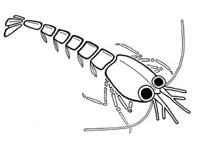 ML post-larvae sketch 72dpi 4x3.jpg (9945 bytes)