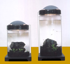 Micro-Lobster 2 breeder tanks 72dpi 3inch.jpg (11475 bytes)