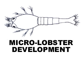 Micro-Lobster Crustaceana development text.jpg (13679 bytes)