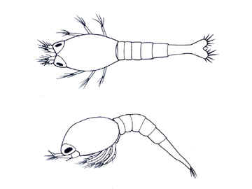 Micro-Lobster Crustaceana larvae sketch.jpg (13714 bytes)