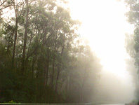 EucalyptusInFogHonokaa.jpg (13060 bytes)