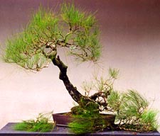 Kaneshiro2001Ironwood#2.jpg (12400 bytes)
