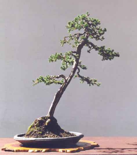 Thin & tall 1.jpg (33343 bytes)