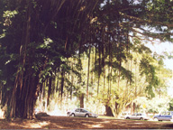 banyan drive banyan 2.jpg (21720 bytes)