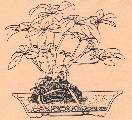 potting sketch.jpg (82496 bytes)