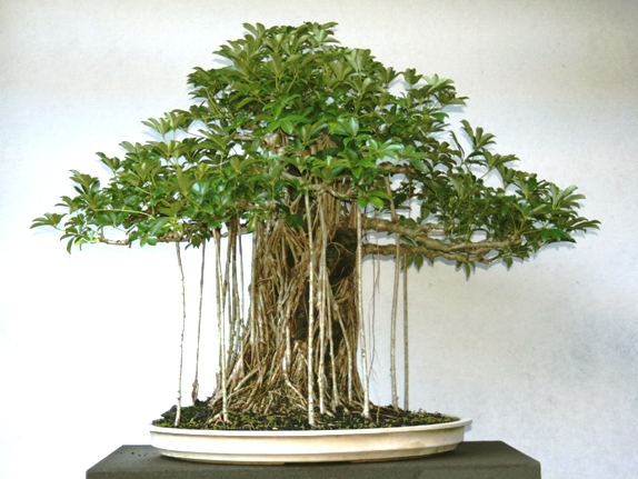 Image result for Dwarf Schefflera bonsai