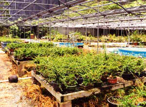 Liew6Nursery.jpg (34493 bytes)
