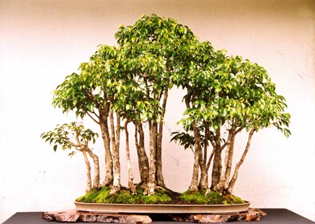 Peace Forest 17 formal Oct 2001.jpg (42541 bytes)
