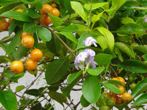 Lesson #4: Prepared Bonsai Stock Lesson #4: Prepared Bonsai Stock