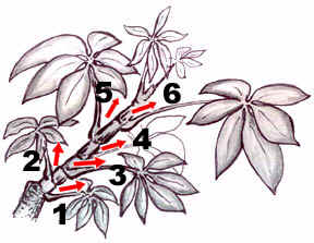 DwfScheff simple training sketch Nov 2002 8in.jpg (52539 bytes)