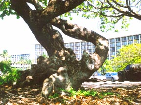 Kamani O naniloa.jpg (27488 bytes)