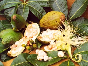 PachiroSeedsFlowerLeaf.jpg (25364 bytes)