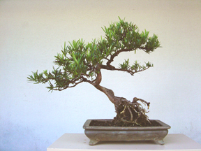 Podocarpus 273 rearranging 72dpi 4x3.jpg (63099 bytes)