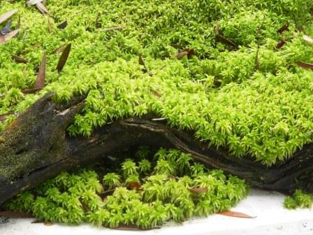 Live Sphagnum Moss