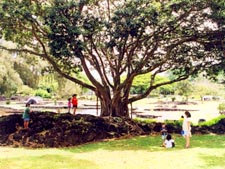 FicusRubiginosa1Hilo.jpg (18962 bytes)