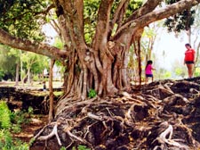FicusRubiginosa2Hilo.jpg (19807 bytes)