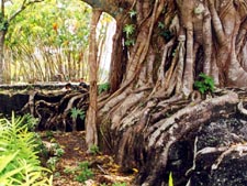 FicusRubiginosa3Hilo.jpg (18949 bytes)
