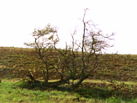 KiaweFallenTree#2Kamuela.jpg (17825 bytes)