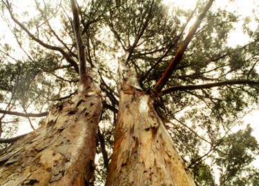 EucalyptusNamakani10.jpg (45568 bytes)