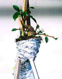 Ficus root 2 Jun02.jpg (14129 bytes)