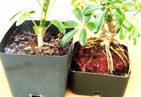 character 2.jpg (39829 bytes)