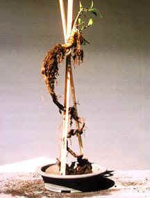 Ficus root 3 jun02.jpg (13229 bytes)