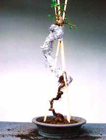 Ficus root 4  jun02.jpg (11168 bytes)