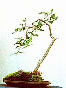 Ham Kaneshiro's Surinam penjing Feb 03.jpg (29671 bytes)