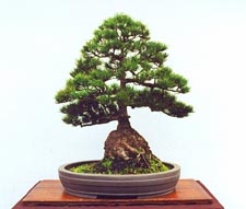 KaneshiroBlackPine.jpg (9833 bytes)