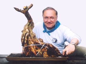 MPBF-Meislik ficus 4.jpg (11800 bytes)