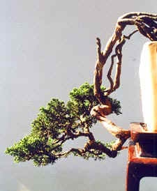 PlungingPenjing!.jpg (16091 bytes)